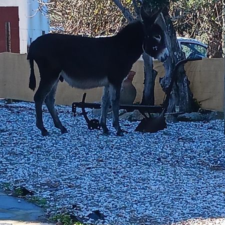Villa Casa Janeiro Alentejo Portalegre Exterior foto